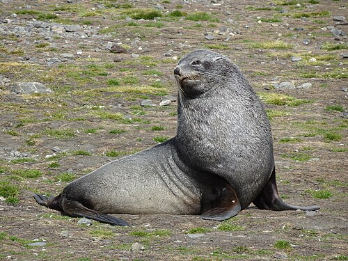 Antarctic fur seal